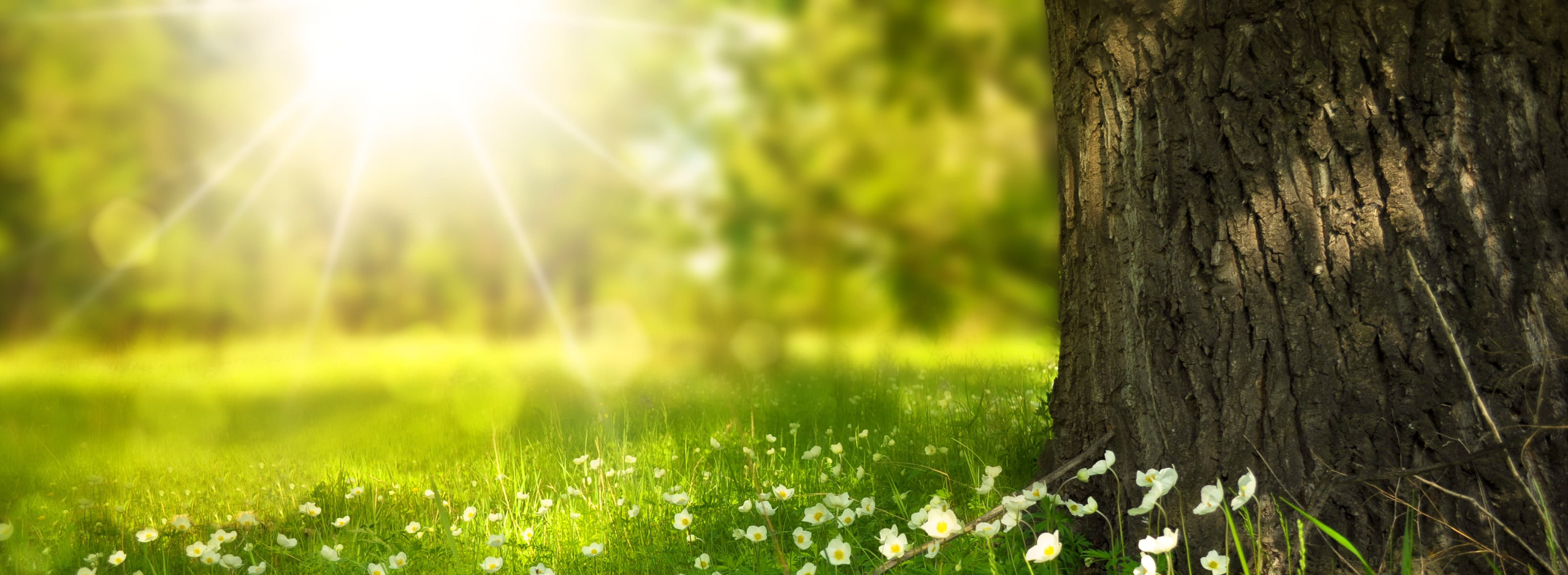 kirarinのヘッダー